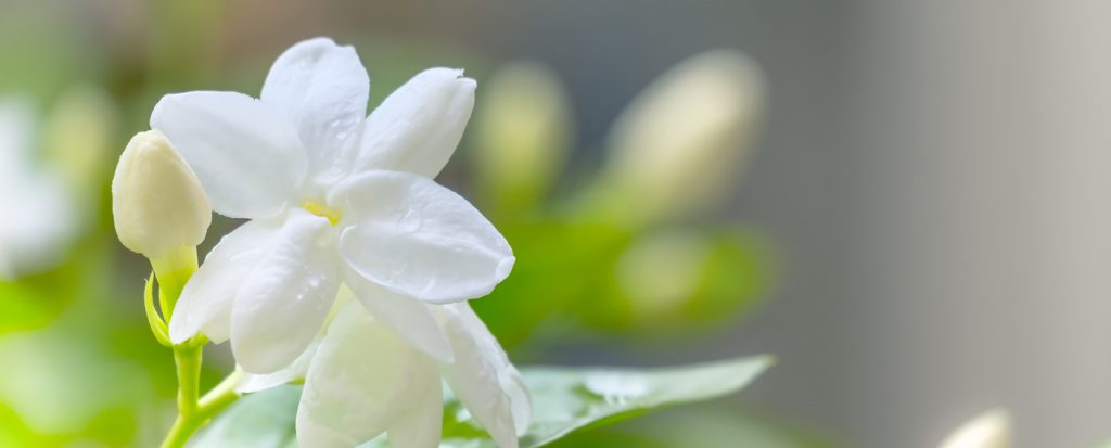 SWEET JASMINE